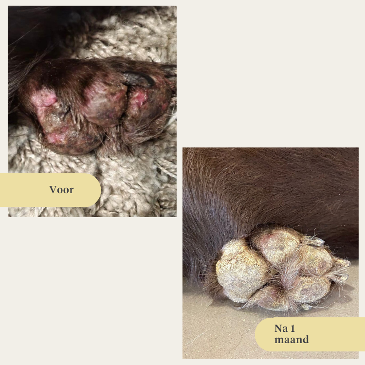 hond, puppy, zalmolie, omega-3, jeukende huid, droge huid, gewrichten, immuniteit, supplement, voedingssupplement | localization: NL