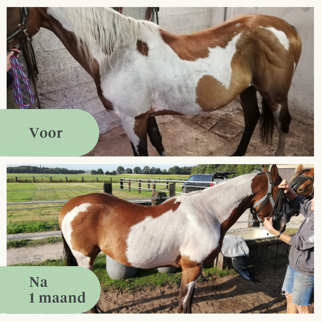 supplement koudgeperste olie paarden uithoudingsvermogen gewicht spieren vitamine E lijnzaadolie DHA EPA omega-3 | localization: NL