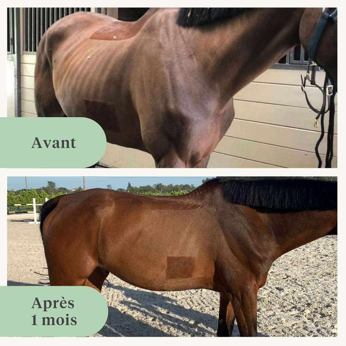 supplément huile pressée à froid endurance des chevaux poids muscles vitamine E huile de lin DHA EPA oméga-3 | localization: FR