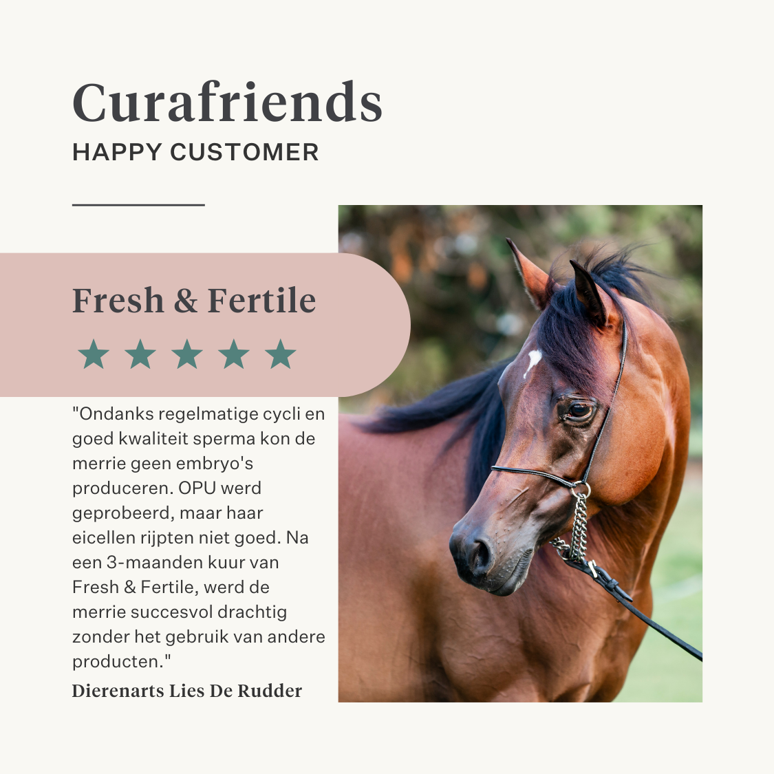 merrie veulen paard pony vruchtbaarheid baarmoeder hengstigheid merrie gedrag cyclus hengstig paardig hormoonbalans | localization: NL