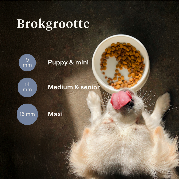 Imby Sensitive hondenvoer, volledig droogvoer op basis van insecten voor honden met voedselallergieën, ondersteunt de spijsvertering en huidgezondheid, graanvrij met prebiotica en natuurlijke ingrediënten, uitgebalanceerde formule ontwikkeld door dierenartsen, zeer smakelijke brok. | localization: NL