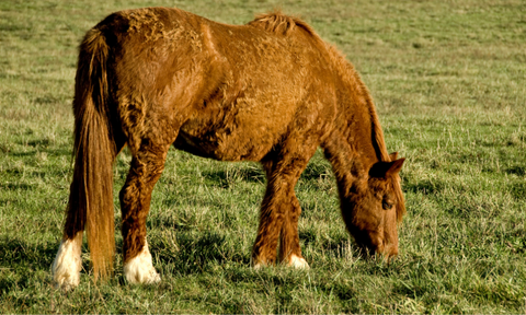 Easy Keepers & Metabolically Sensitive Horses