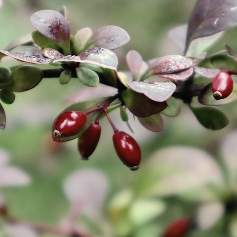 Baies d'épine-vinette