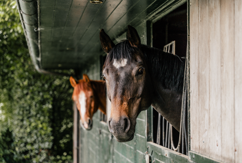 Older horses