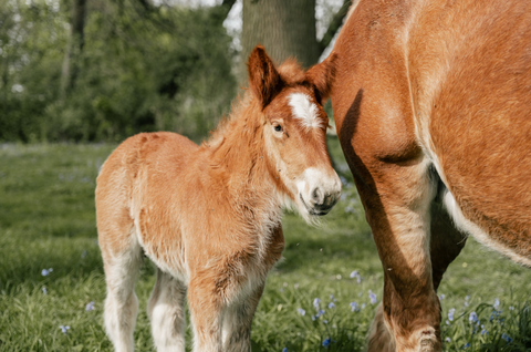 Foals during growth