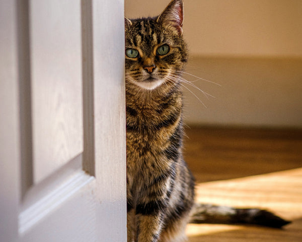 Gatos adultos esterilizados