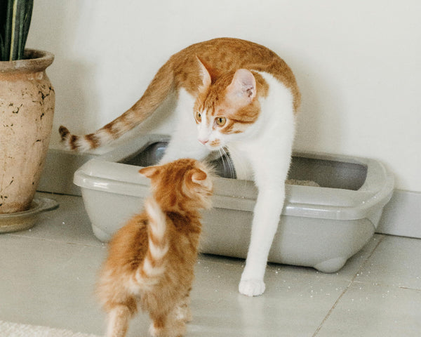 Gatos que necesitan un apoyo extra para las vías urinarias