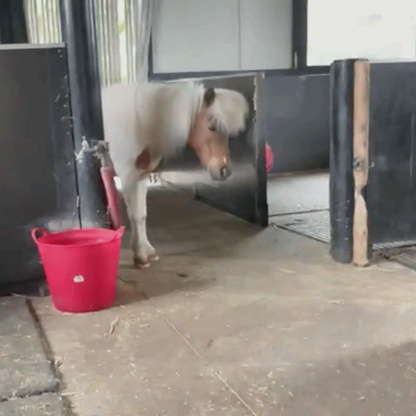Het paard van Christelle voor