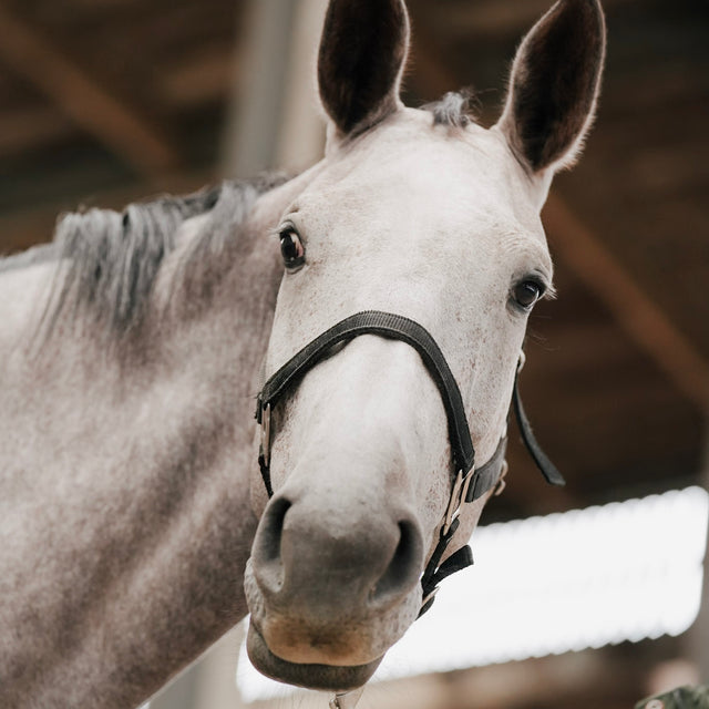 Hoe herken je zwakke buikspieren bij je paard en versterk je ze. – Curafyt