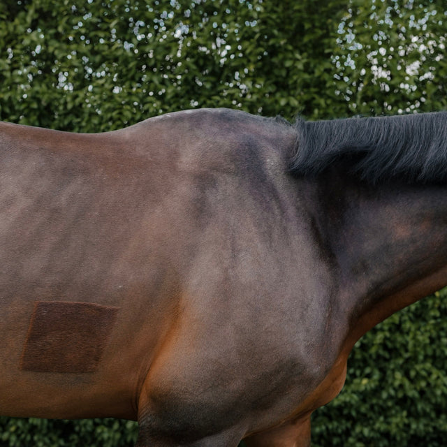 Hoe herken je zwakke buikspieren bij je paard en versterk je ze. – Curafyt