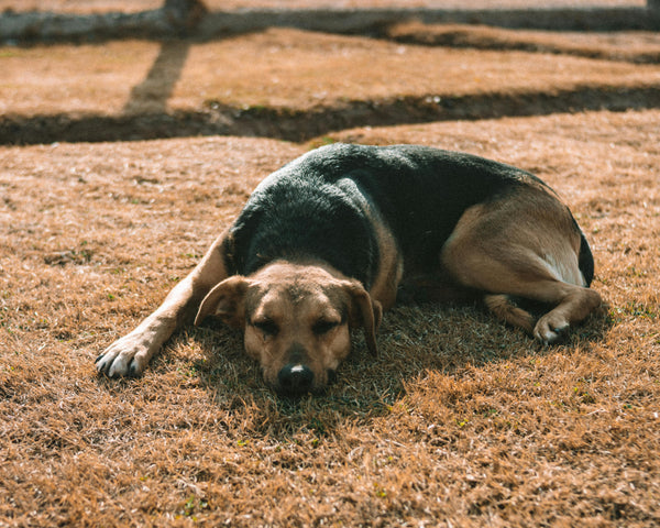 Chiens à l’estomac sensible