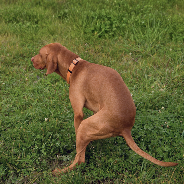 Dogs with poor stool quality and sensitive digestion