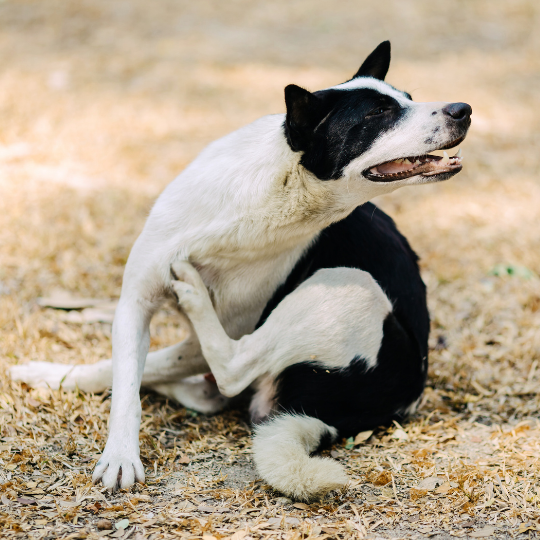 Dogs with itchy, sensitive skin