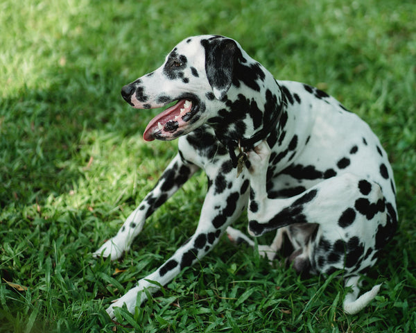 Honden die ondersteuning voor huid & vacht nodig hebben