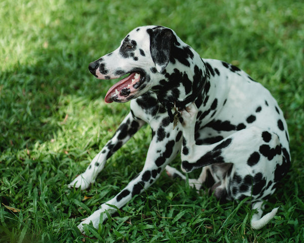 Hunde mit Bedarf an Unterstützung für Haut & Fell