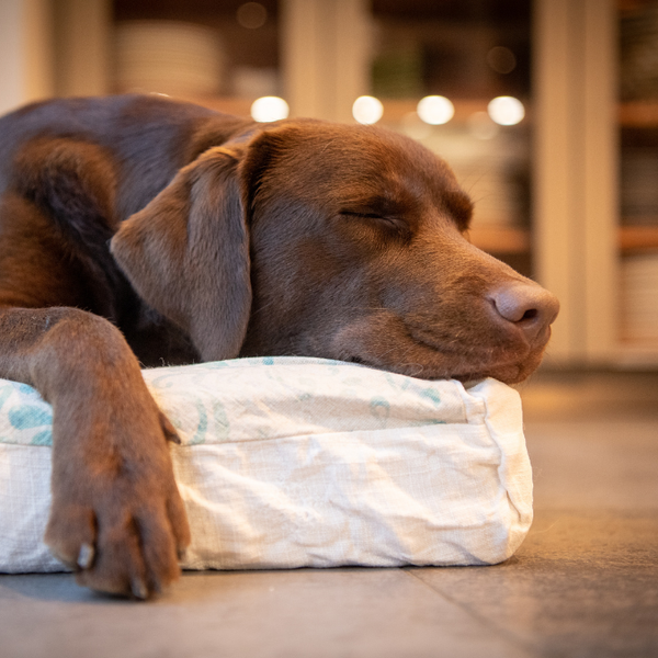 Chiens avant le coucher