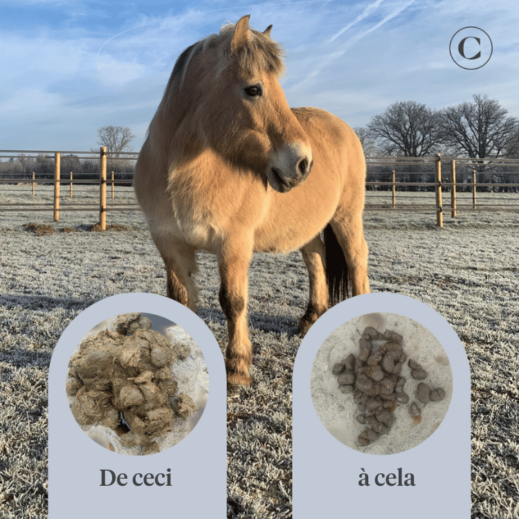 Cheval, poney, colique intestinale, gaz, ulcères gastriques, probiotiques, prébiotiques, graines de lin, diarrhée, selles aqueuses, selles molles | localization: FR