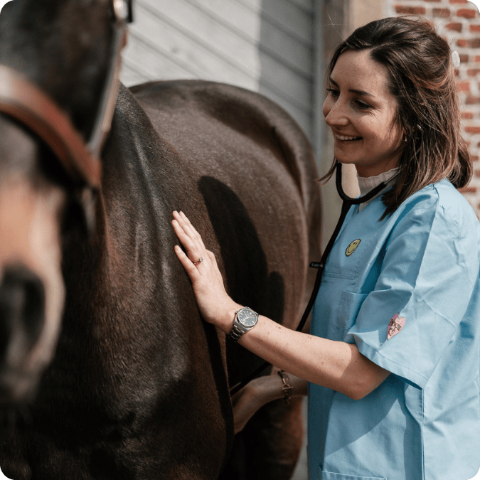 vet Valerie horse