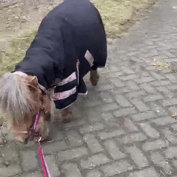 Guusje voor