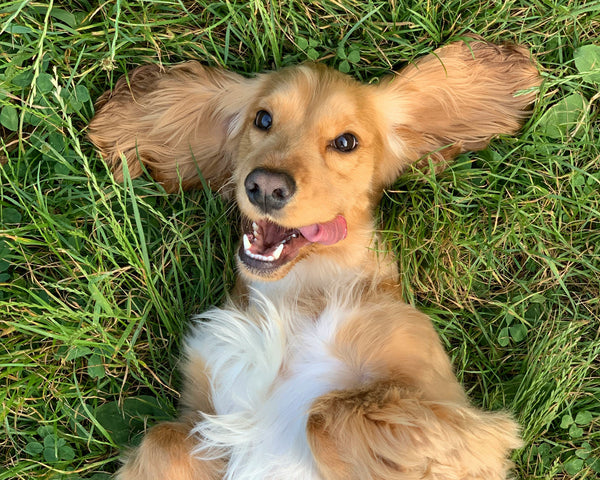 Hunde, die täglich ein Multivitamin brauchen