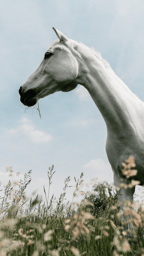 Empowering you with the best natural ingredients and expert advice for your horse and dogs' lifelong health.