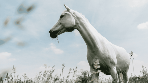 Onze missie is jou te helpen met natuurlijke oplossingen en deskundig advies om je paard en hond op lange termijn gezond te houden.