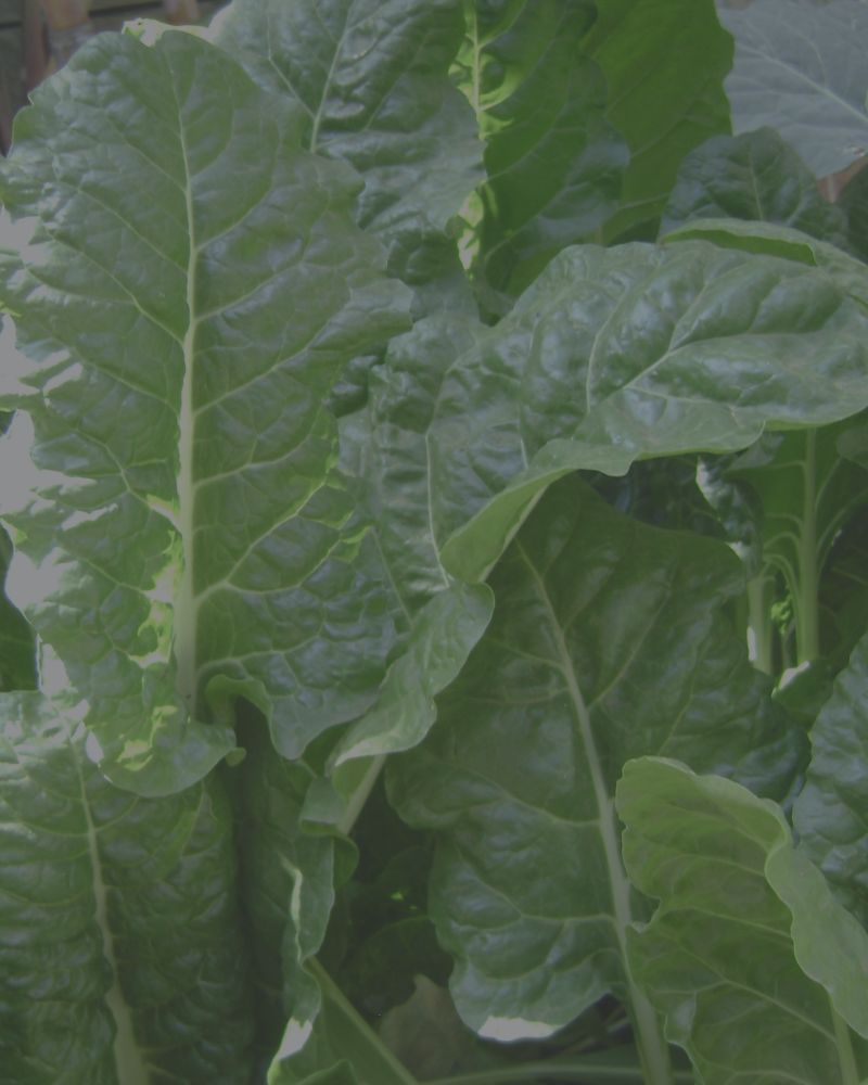 Folic Acid