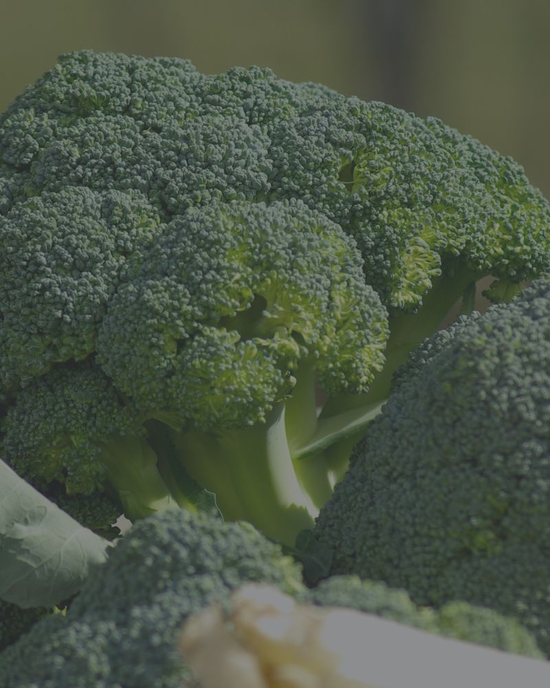 Broccoli