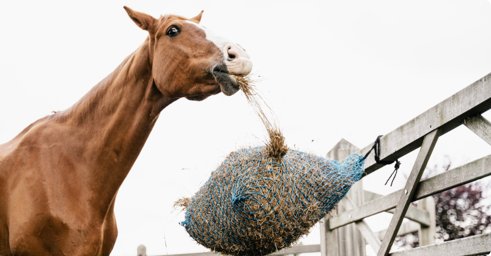 Horse Hay Haynet