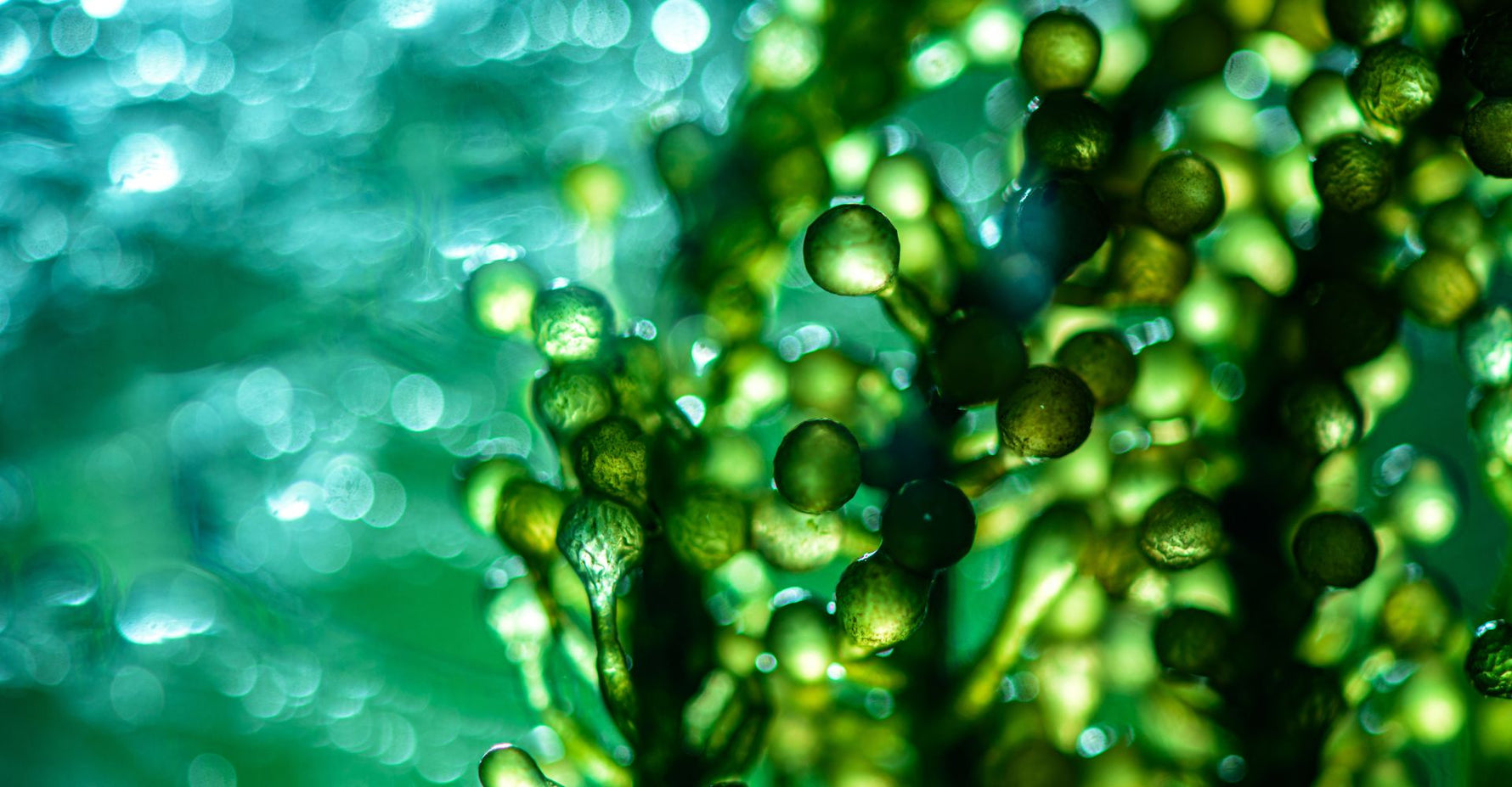 Microalgae
