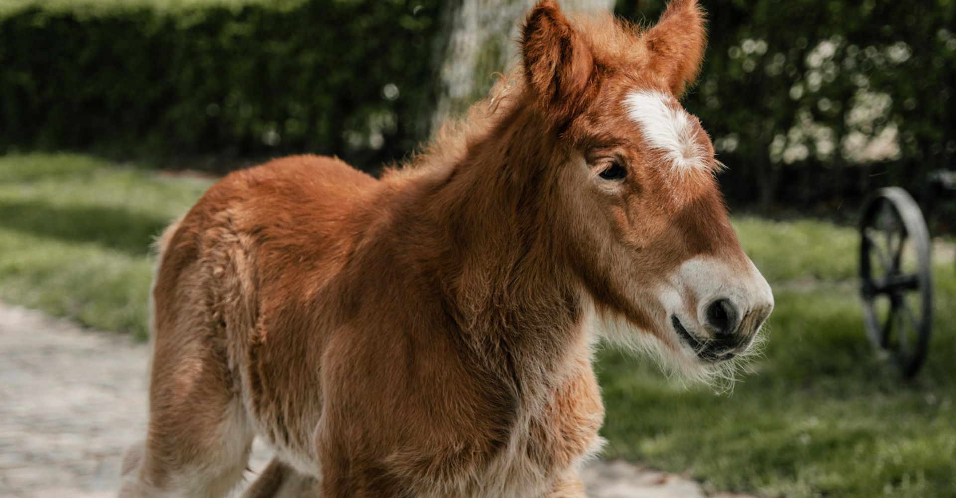 Foal