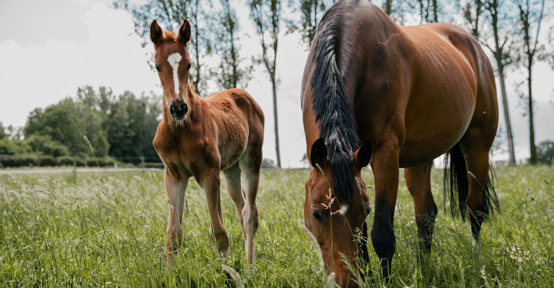 Mare and Foal Field