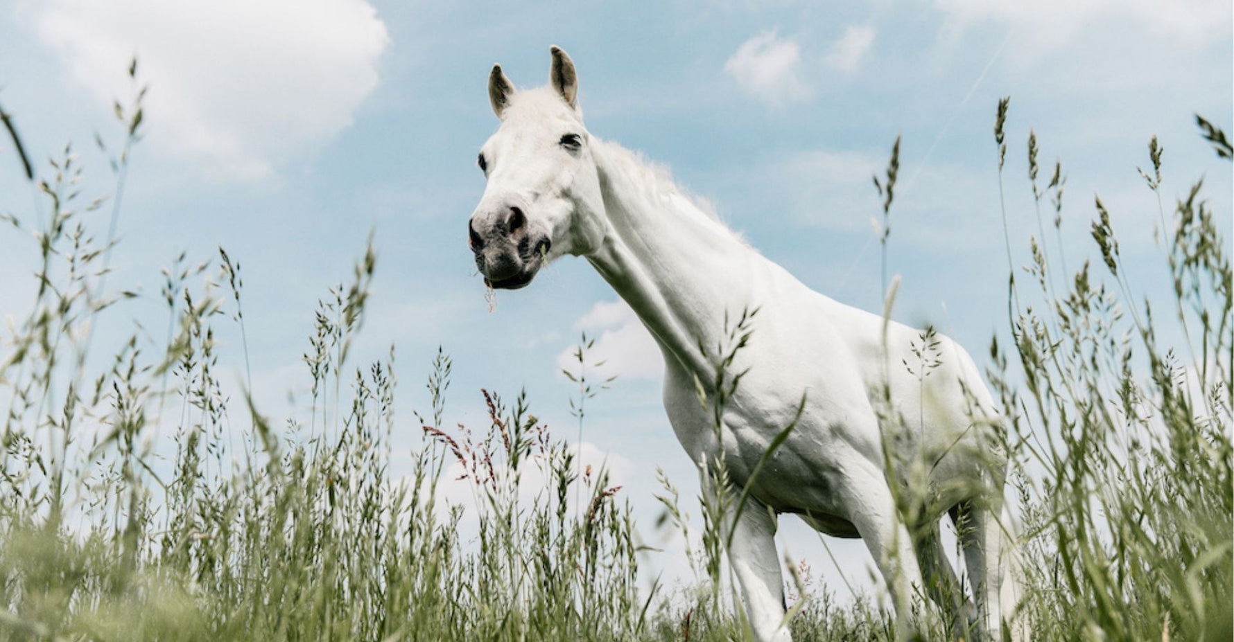 Horse in Field