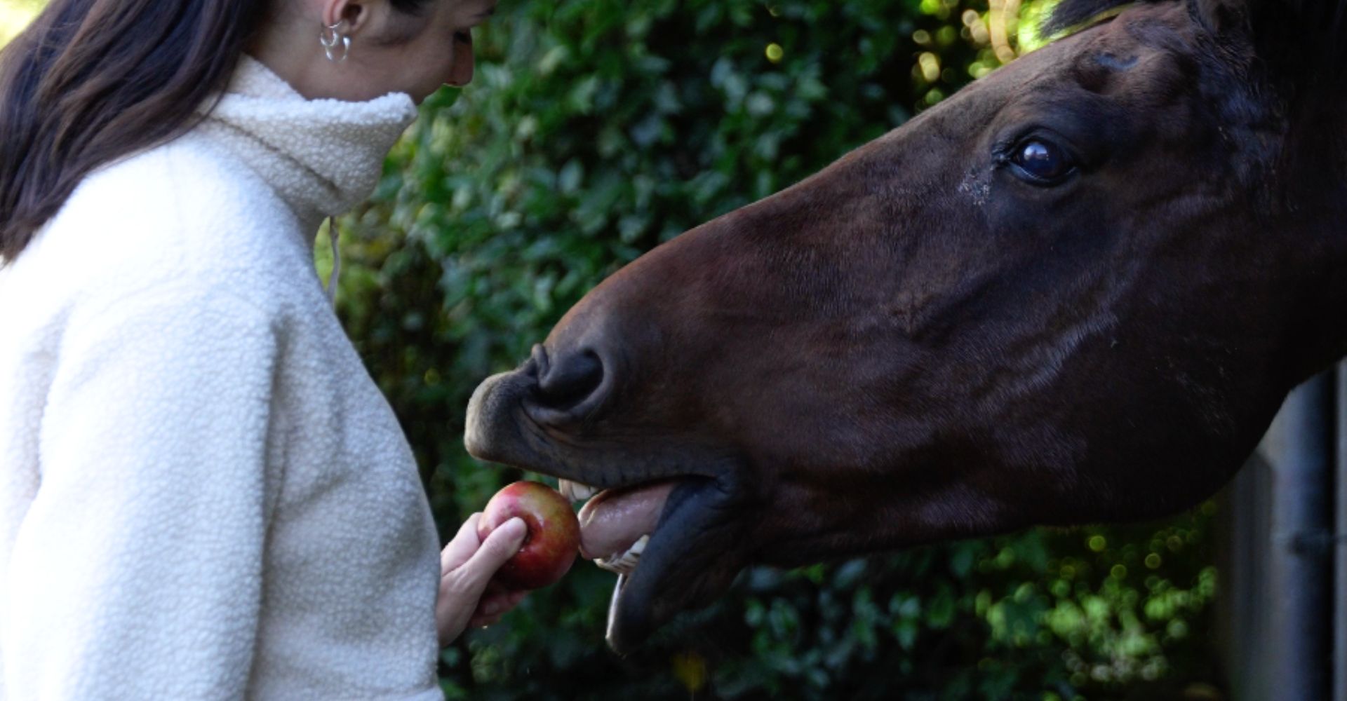 Horse biting Apple
