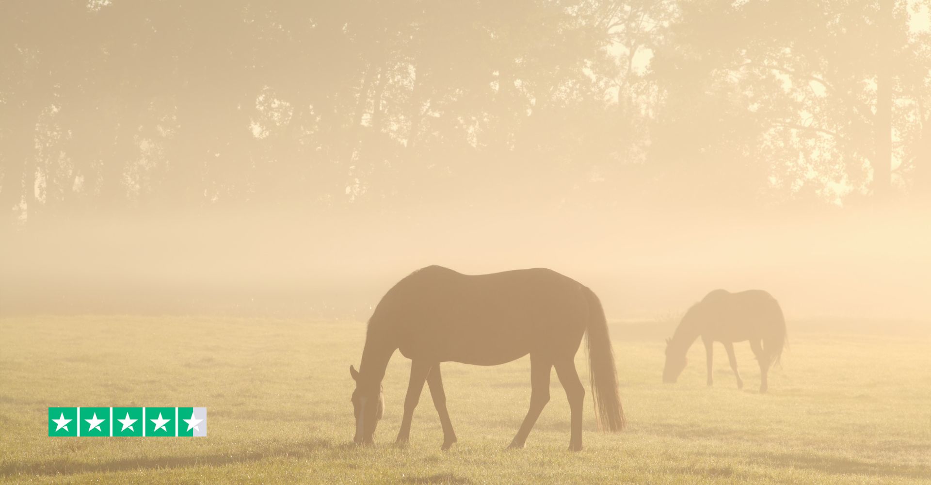 Horse in Field Fog