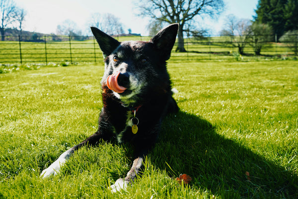 Hunde, die Unterstützung für ihr Immunsystem brauchen