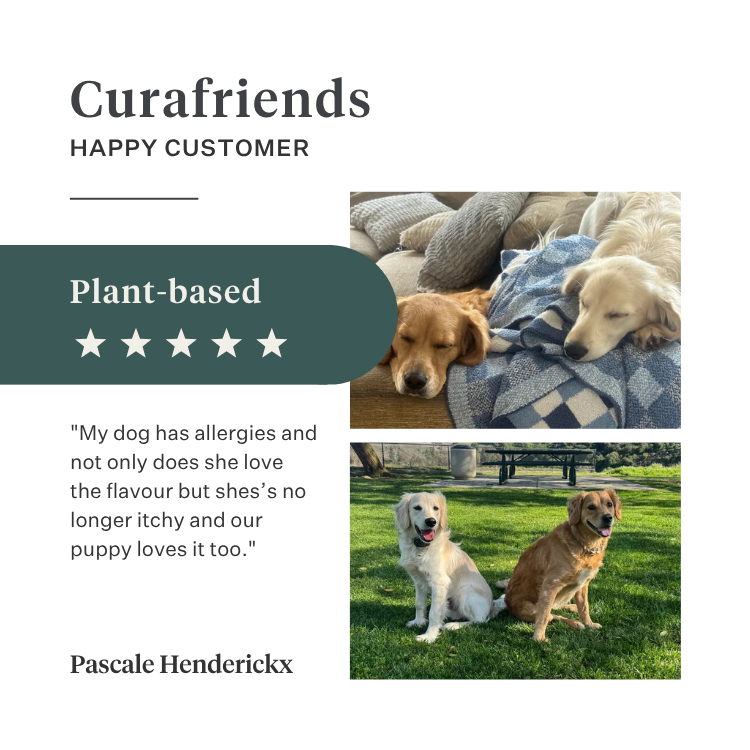 Imby Plant Based dog food, complete meat-free dry food for dogs, made with plant-based proteins and natural superfoods, supports digestion and overall wellbeing, hypoallergenic and low-calorie formula, balanced nutrition developed by vets, highly palatable kibble. | localization: EN