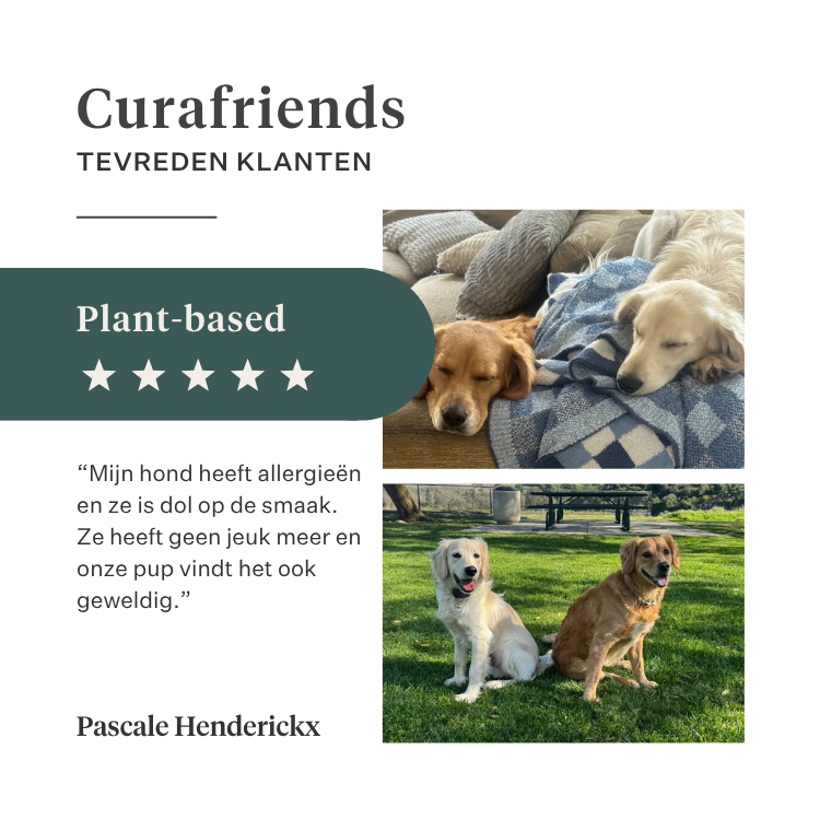 Imby Plant Based hondenvoer, volledig vleesvrij droogvoer voor honden, op basis van plantaardige eiwitten en natuurlijke superfoods, ondersteunt de spijsvertering en het algemeen welzijn, hypoallergene en caloriearme formule, uitgebalanceerde voeding ontwikkeld door dierenartsen, zeer smakelijke brok. | localization: NL