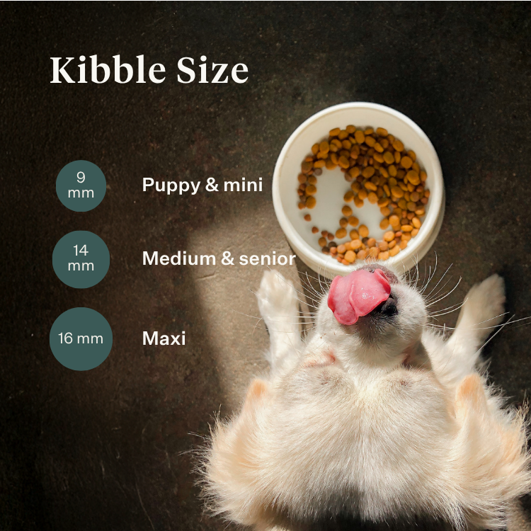 Imby Plant Based dog food, complete meat-free dry food for dogs, made with plant-based proteins and natural superfoods, supports digestion and overall wellbeing, hypoallergenic and low-calorie formula, balanced nutrition developed by vets, highly palatable kibble. | localization: EN