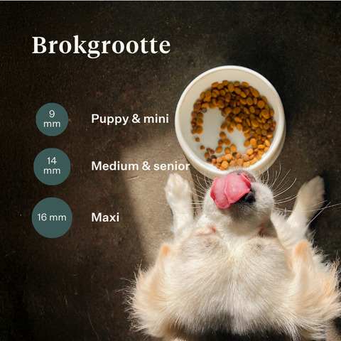 Imby Plant Based hondenvoer, volledig vleesvrij droogvoer voor honden, op basis van plantaardige eiwitten en natuurlijke superfoods, ondersteunt de spijsvertering en het algemeen welzijn, hypoallergene en caloriearme formule, uitgebalanceerde voeding ontwikkeld door dierenartsen, zeer smakelijke brok. | localization: NL