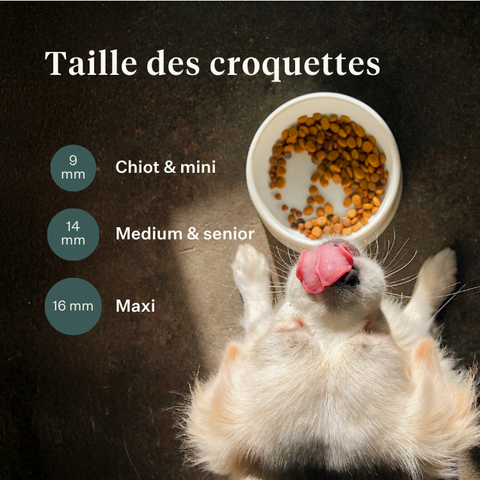 Imby Plant Based nourriture pour chiens, aliment sec complet sans viande pour chiens, à base de protéines végétales et de superaliments naturels, soutient la digestion et le bien-être général, formule hypoallergénique et faible en calories, nutrition équilibrée développée par des vétérinaires, croquettes très appétentes. | localization: FR