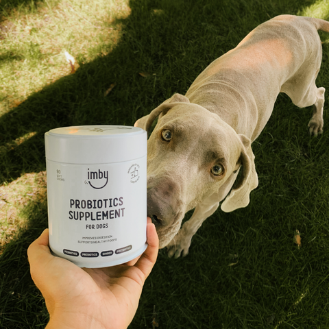 IMBY probiotika-supplement