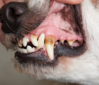 Honden met een slechte adem