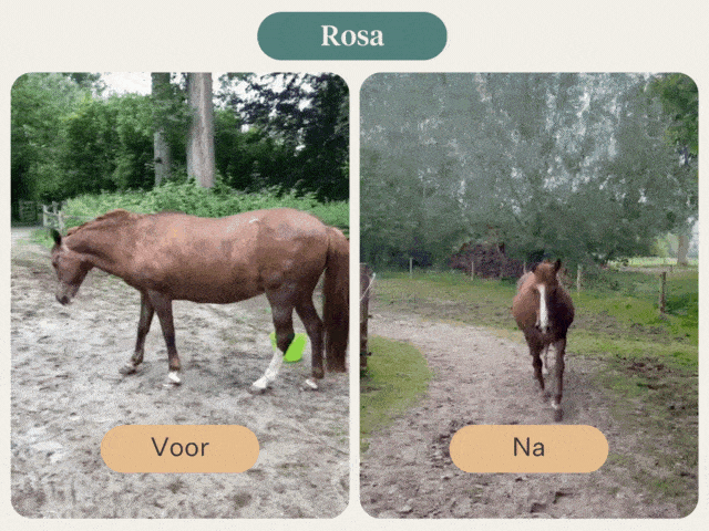 Rosa Voor en Na Video