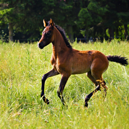Foals during growth
