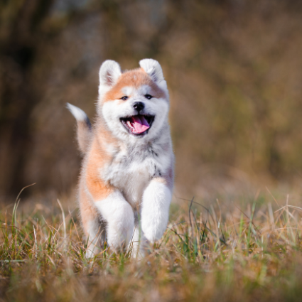 Chiots