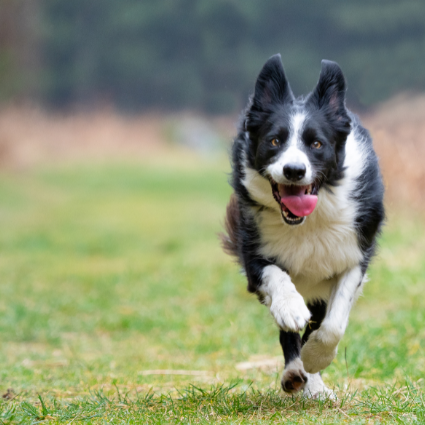 Chiens actifs