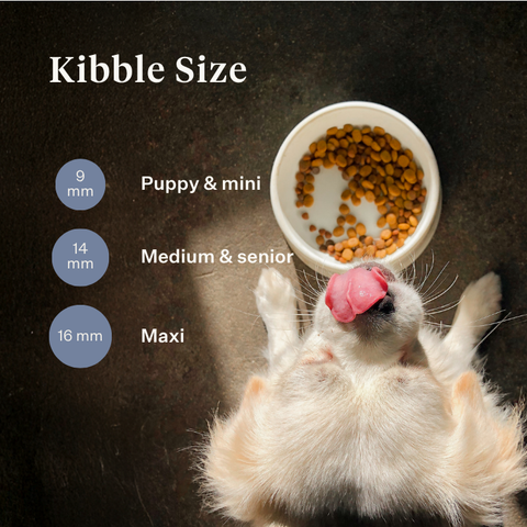 Imby Sensitive dog food, complete insect-based dry food for dogs with food allergies, supports digestion and skin health, grain-free with prebiotics and natural ingredients, vet-developed balanced formula, highly palatable kibble. | localization: EN
