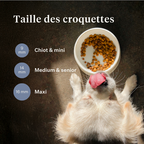 Imby Sensitive nourriture pour chiens, aliment sec complet à base d’insectes pour chiens souffrant d’allergies alimentaires, soutient la digestion et la santé de la peau, sans céréales avec prébiotiques et ingrédients naturels, formule équilibrée développée par des vétérinaires, croquettes très appétentes. | localization: FR