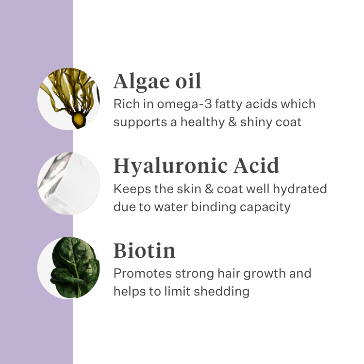 Imby Skin Health supplement for dogs, supports overall health and daily vitality, helps maintain immune function and healthy skin and coat, fills nutritional gaps in the daily diet, vet-formulated balanced support suitable for daily use. | localization: EN